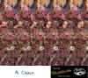 chain.jpg (63979 byte)